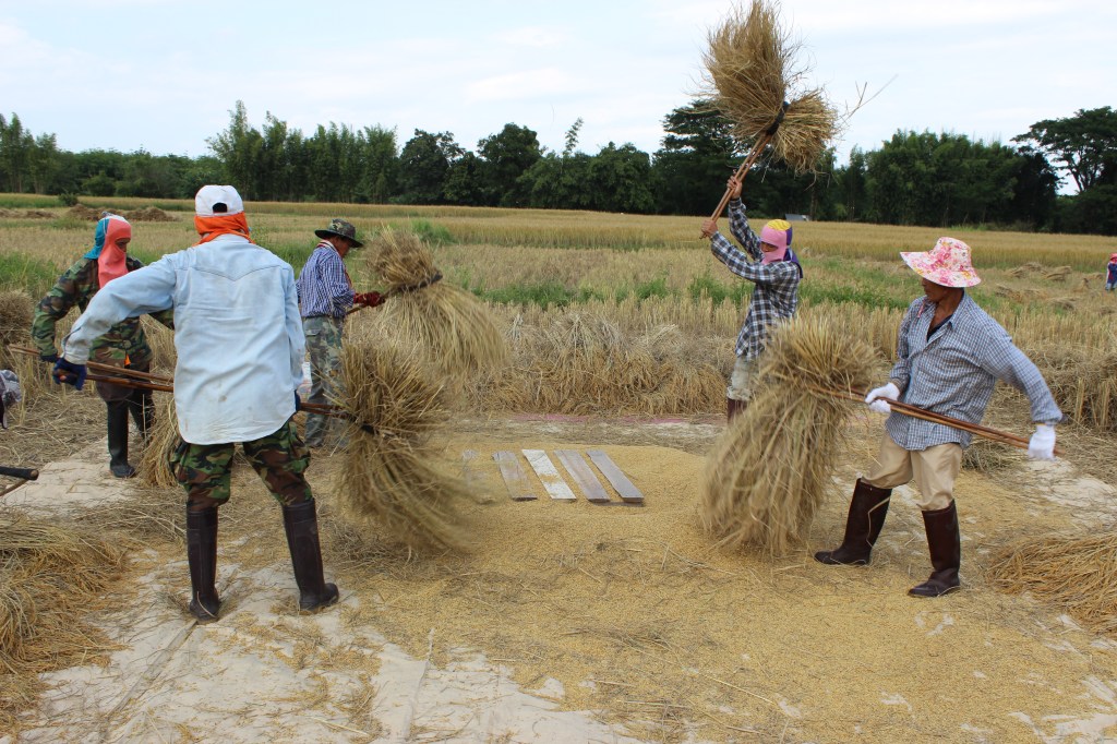 One day after school, I took a drive towards the mountains, and stumbled upon a group of men and women working the fields. I stopped to say hello and introduce myself, asking if I could take some photos. Some posed, and they all laughed; everyone was warm and friendly. Here, they harvest the "traditional" way - cutting the stalks with a sickle, and "beating" the grains off the stalks. They even let me have a go, and they got a good laugh out of watching me. It was a wonderful moment, observing a daily existence so different from mine, and I hope to go back again. These may be once in a lifetime moments.