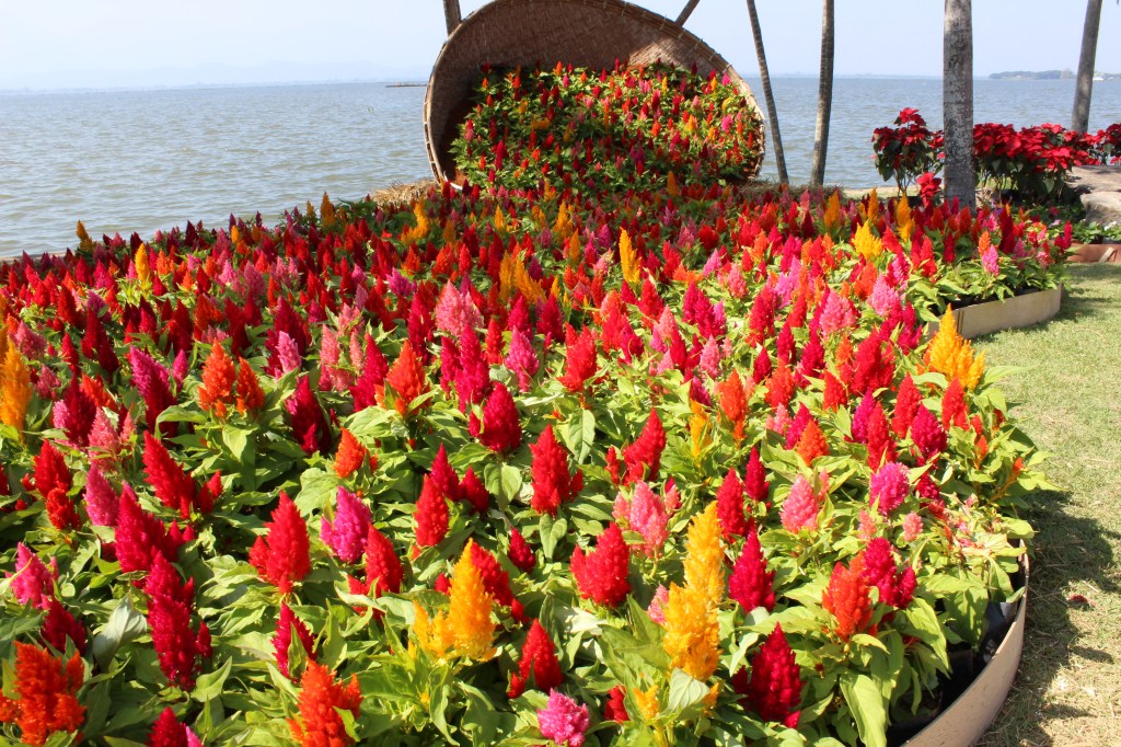 The annual Phayao Flower Festival, over Christmas. 