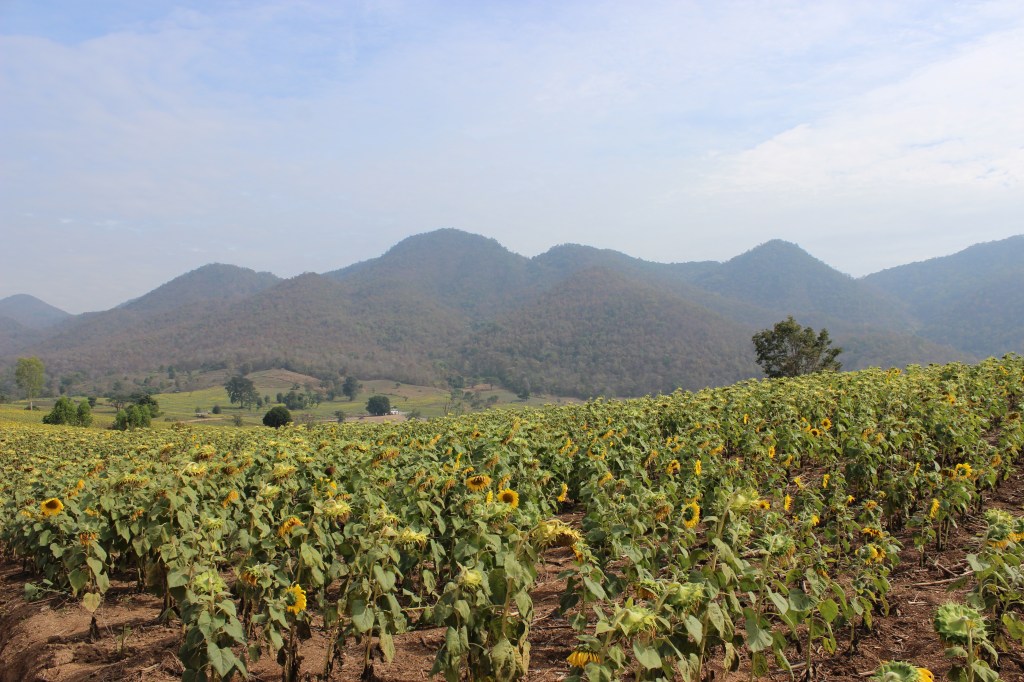 Dok Kham Tai sunflower field. 