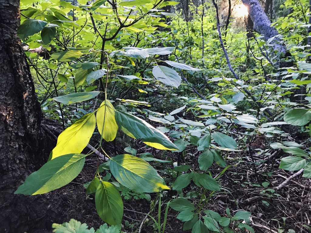 Week 32: the false/true&nbsp;worshiper